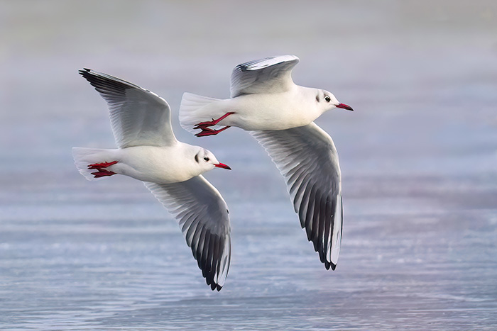 Fliegende Möwen Lachmöwen
