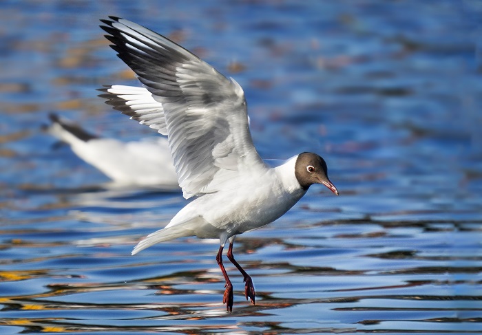 Lachmöwe Sommerkleid