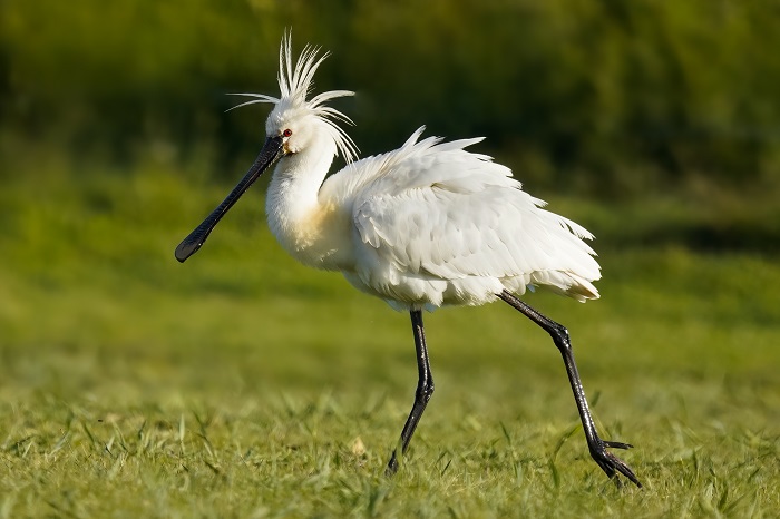 Vogelarten Nordsee