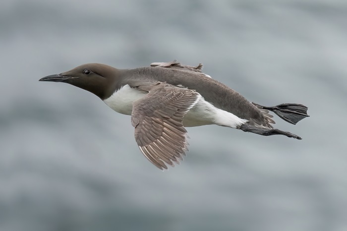 Vogelfotografie Reise Schottland