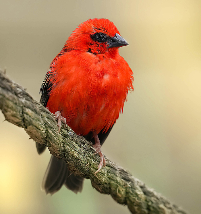 Madagaskarweber Männchen