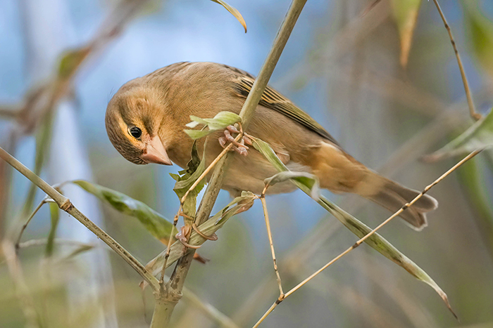 Madagaskarweber Weibchen