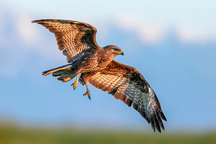 bussard-fotoversteck