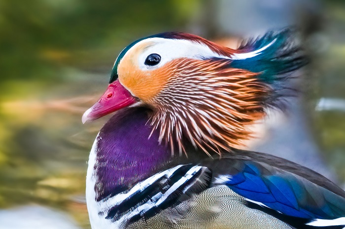 Mandarinente