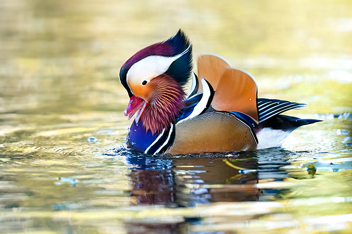 Mandarinenten Erpel