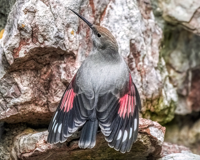 heimische Vogelarten