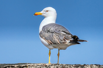 Möwe