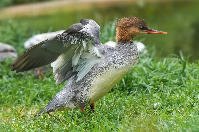 Mittelsäger Weibchen