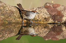 Mönchsgrasmücke