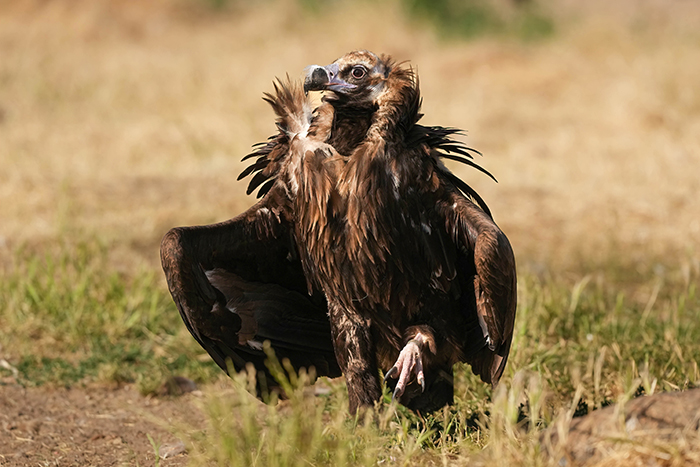 Mönchsgeier