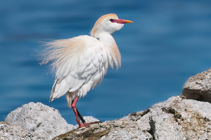 Vogelbeobachtung am Moosburger Stausee