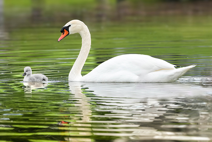 Vogelbeobachtung am Moosburger Stausee