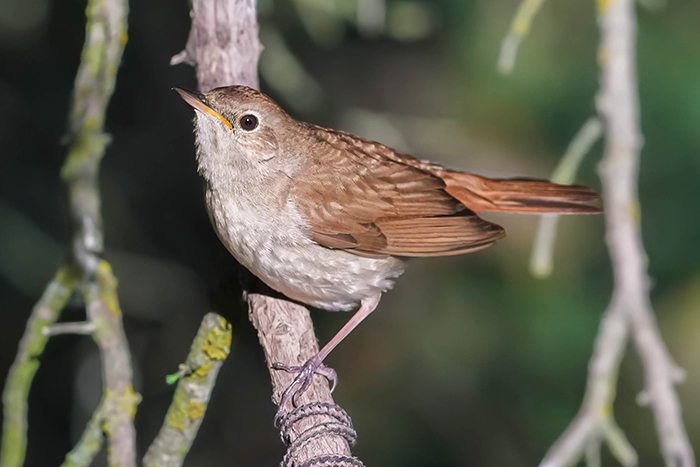 Nachtigall Luscinia megarhynchos