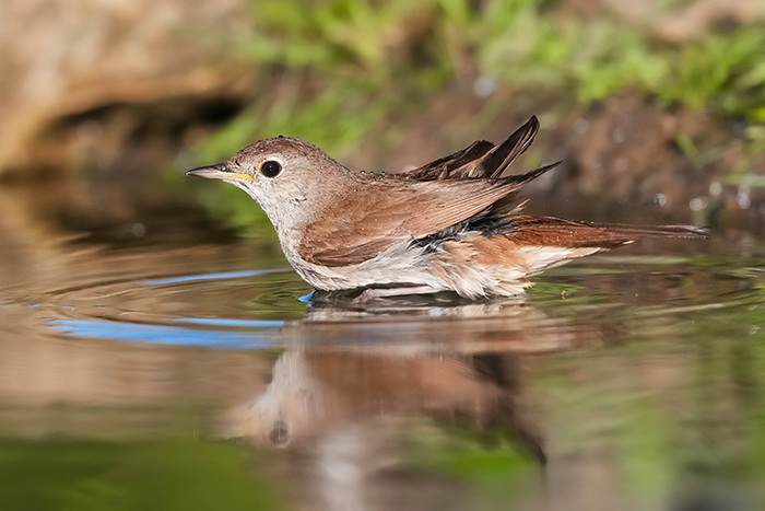 Nightingale