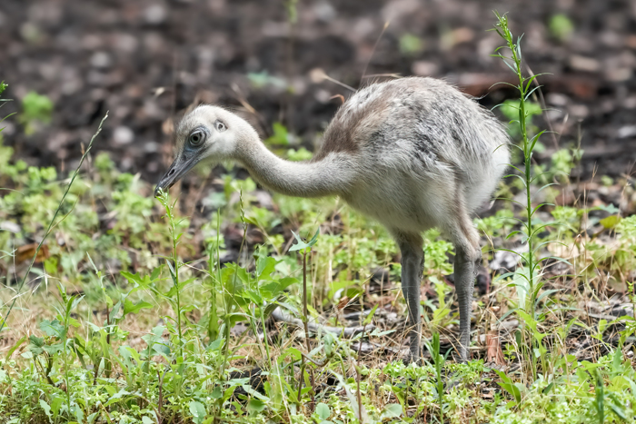 Nandu Jungvogel