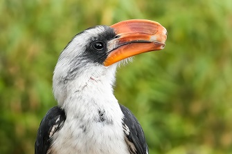 Nashornvogel