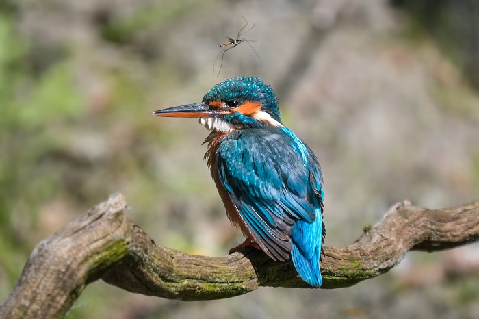 Eisvogel fotografieren Eisvogel Ansitz