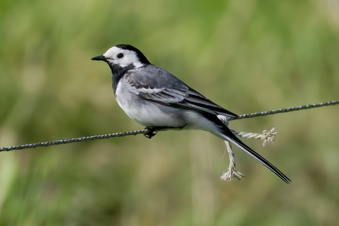 Vogelbeobachtungstour Niederlande