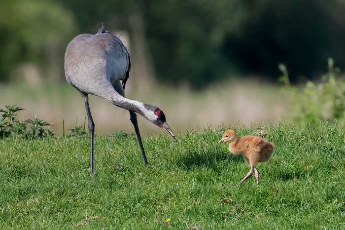 Vogelbeobachtung Niederlande