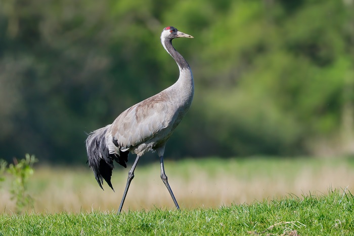 Vogelbeobachtungstour Niederlande