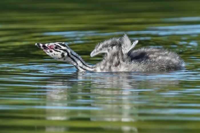 Vögel Nordsee
