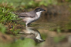 Grasmücke