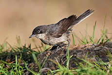 Grasmücke