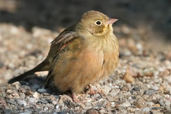 Ortolan