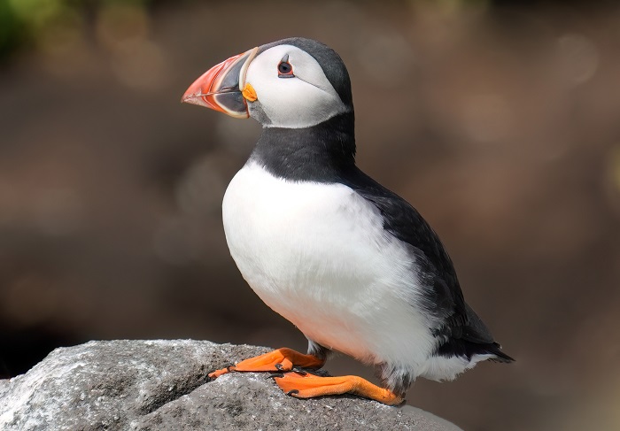 Papageitaucher Puffins