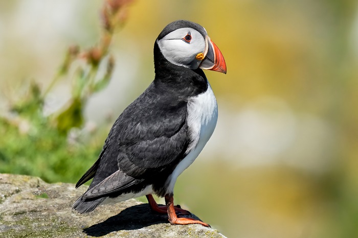 Puffin