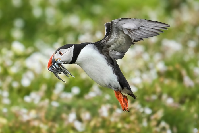 Puffins Fotoreise