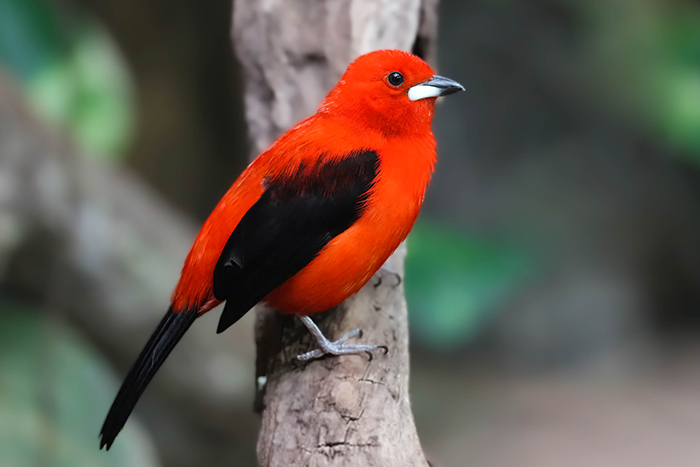 Tropische Vogelarten