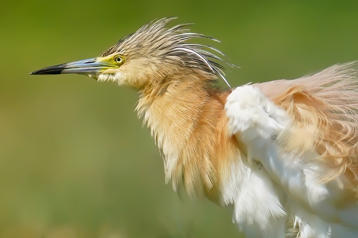 Vögel Serbien