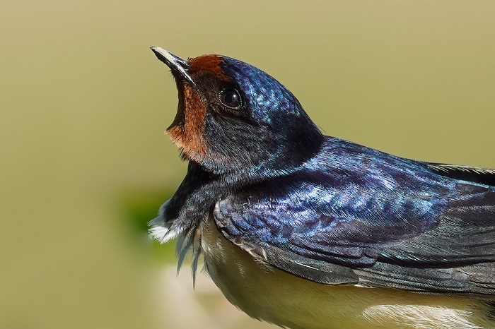 Vogelarten Serbien