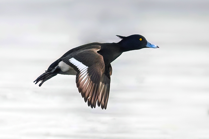 fliegende Ente