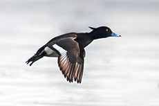 fliegende Ente