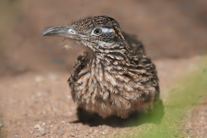 Rennkuckuck