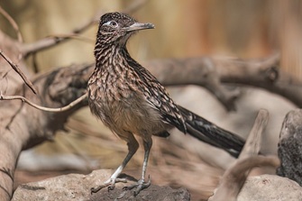Rennkuckuck
