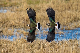 Vögel auf Römö