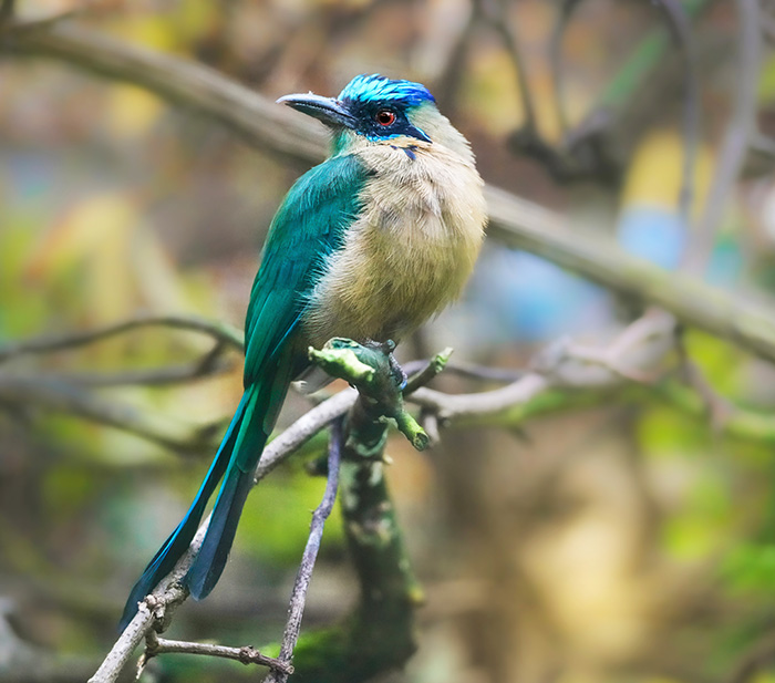 Momotus subrufescens Rötelbauch-Motmot