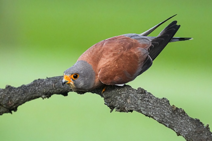 Roetelfalke Männchen