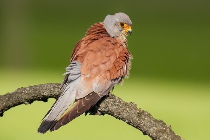 Rötelfalke Männchen
