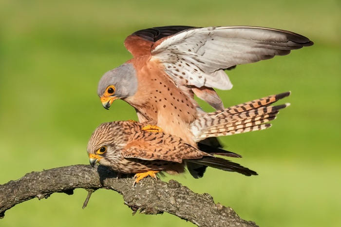 Rötelfalke