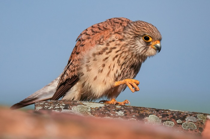 Rötelfalke Weibchen