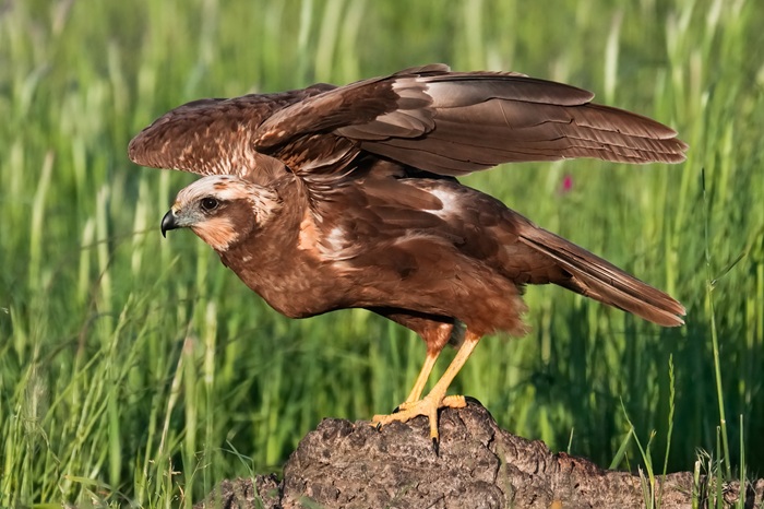 Rohrweihe