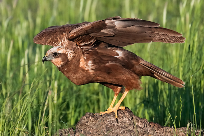 Rohrweihe Fotoansitz