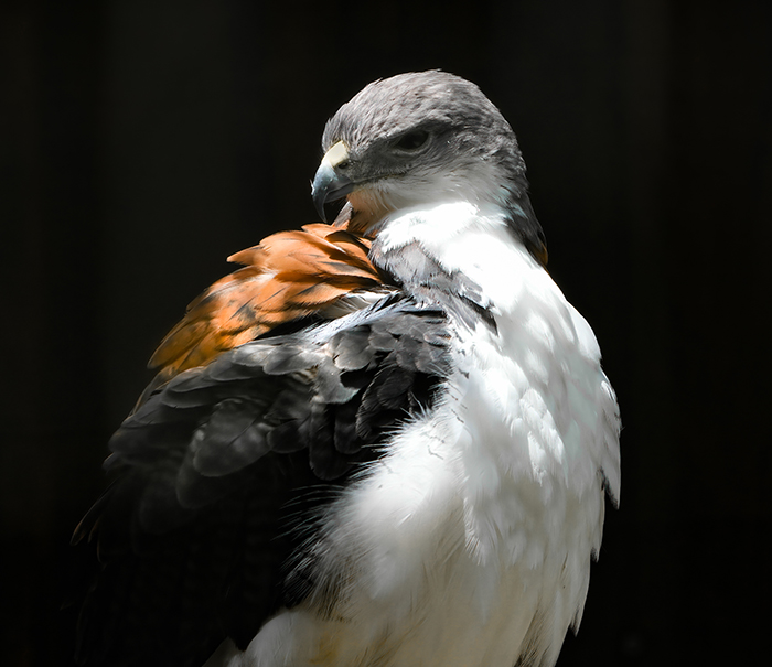 Rotrückenbussard