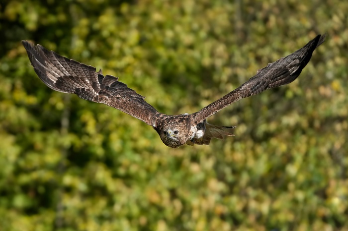 Rotschwanzbussard
