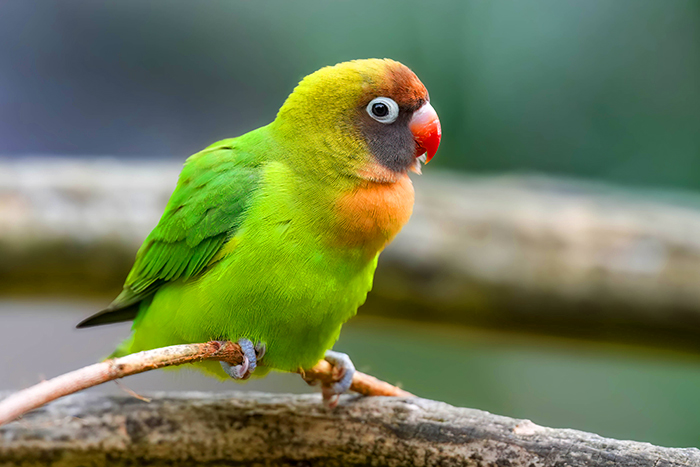 Rußköfpchen bilder