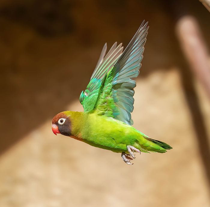 Russköpfchen im Flug